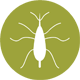 Edible Beetles